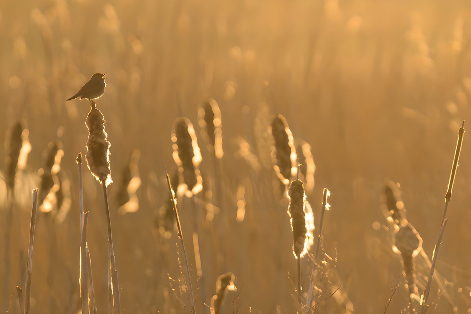 OCCOM9636140: Songbird Silhouette at Sunset