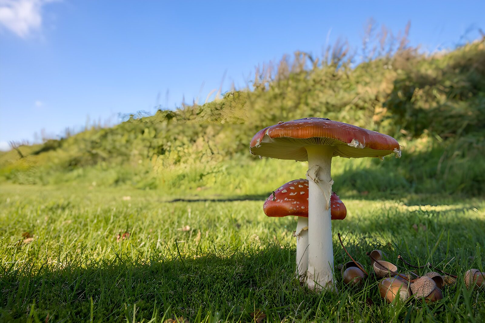 OCCOM7981466: Vibrant Red Mushrooms in Nature