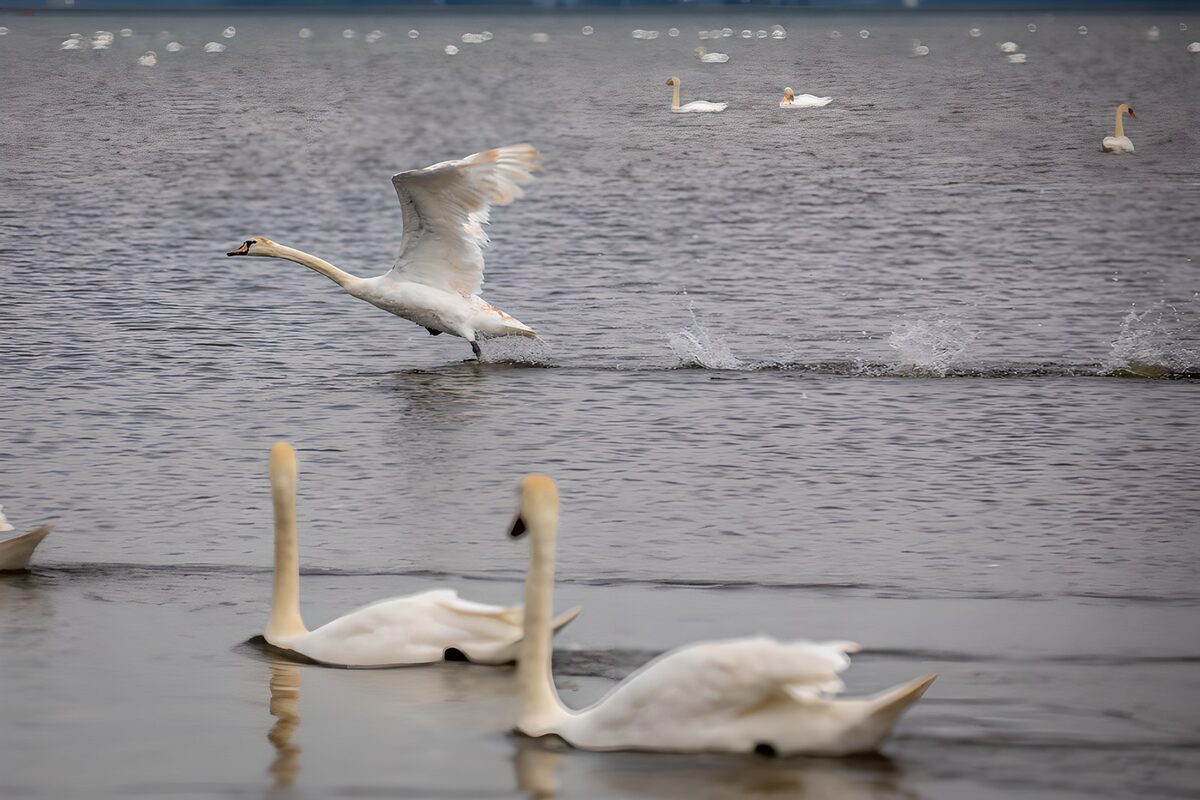 Graceful Swans in Motion