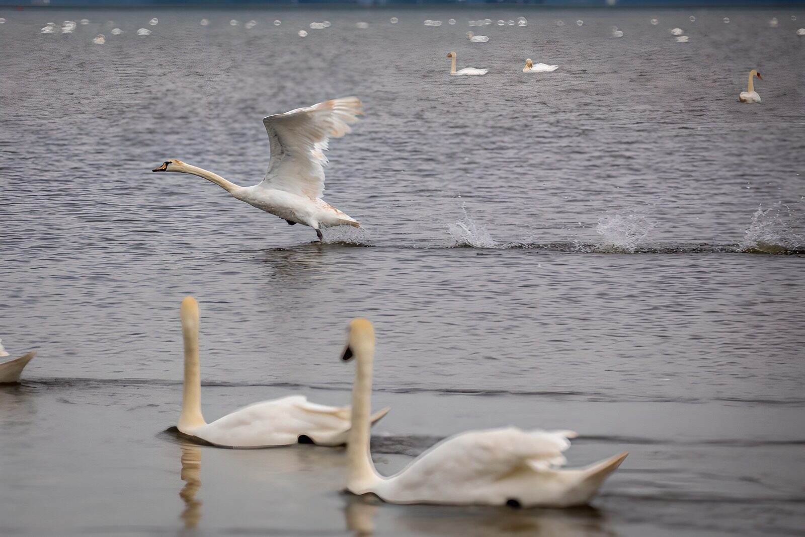 OCCOM8859739: Graceful Swans in Motion