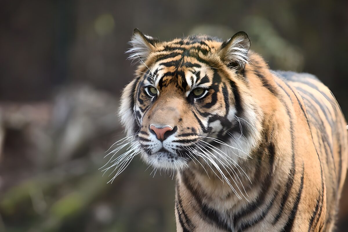 Majestic Tiger in the Wild