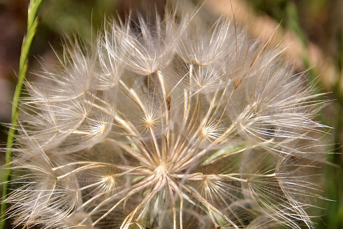 Delicate Dandelion Seed Head