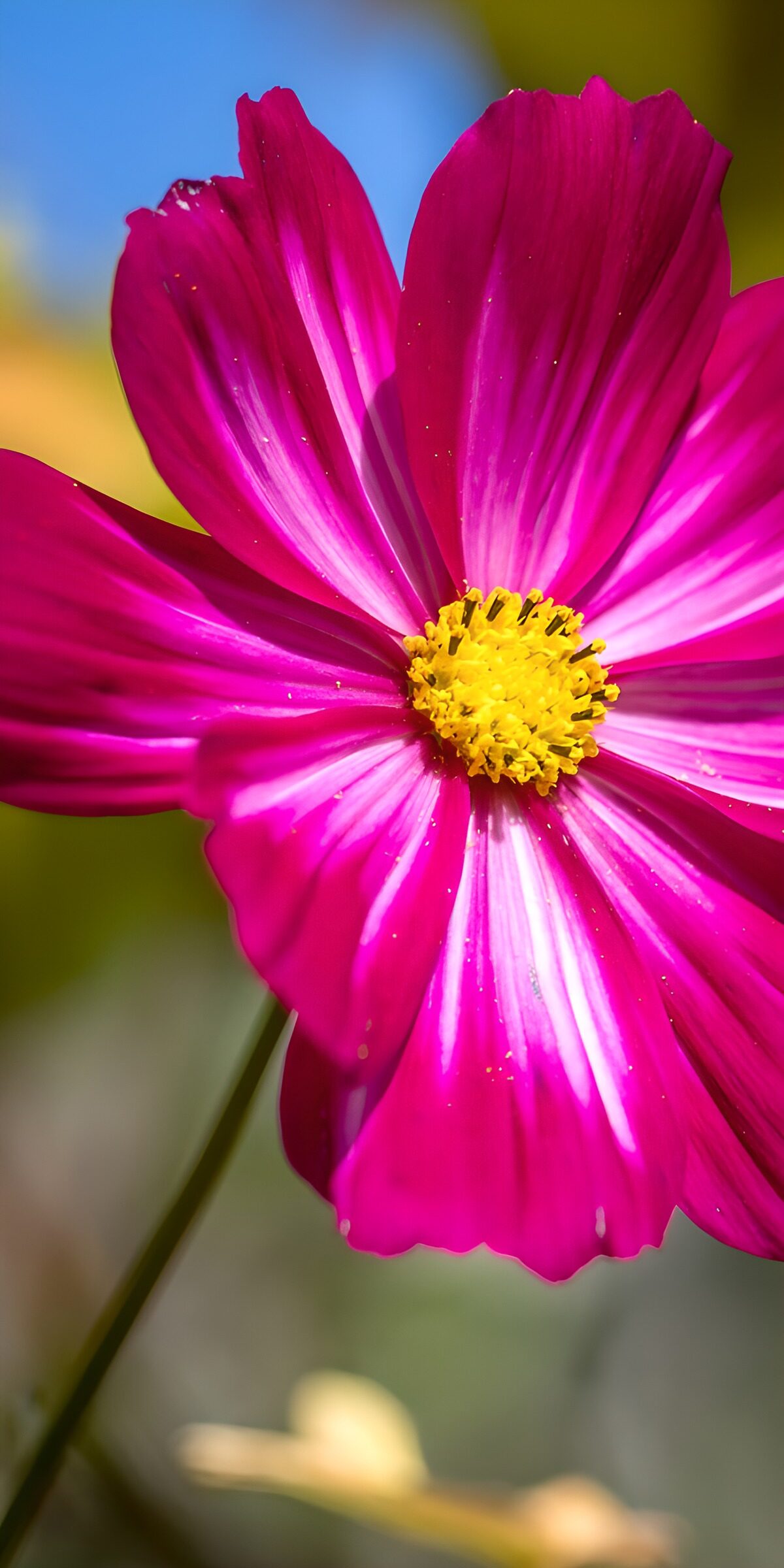 OCCOM5357206: Vibrant Pink Blossom