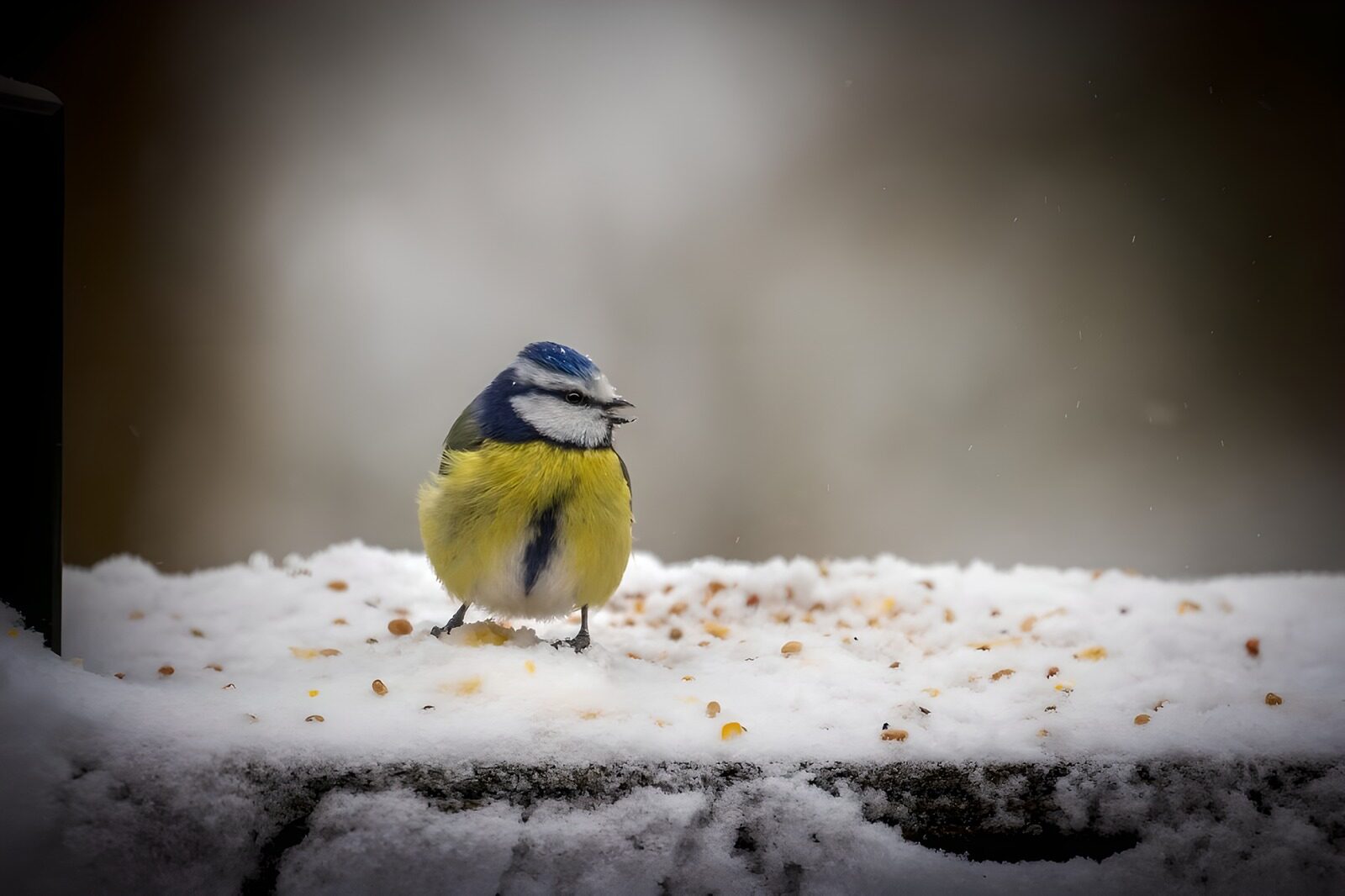 OCCOM8784935: Blue Tit in Winter Snow
