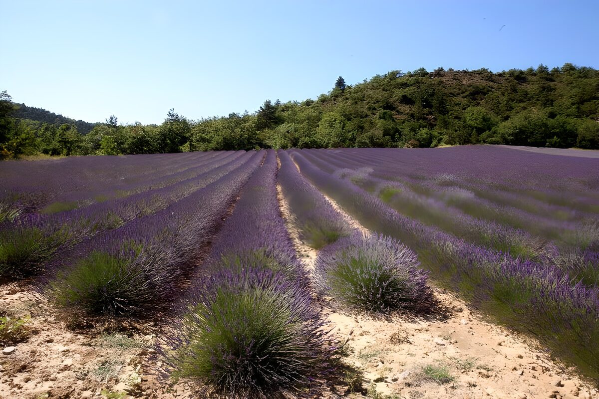 OCCOM7498736: Lavender Fields Under Blue Sky