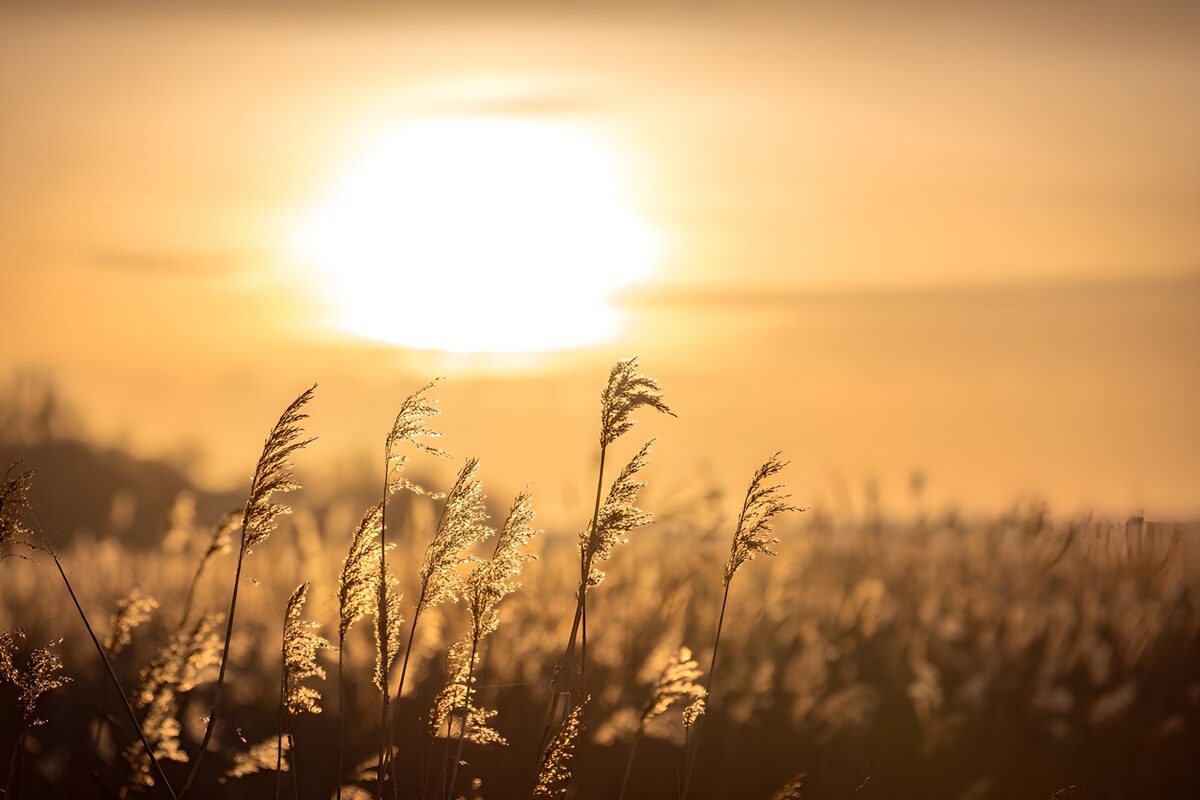 Golden Sunset Over the Fields
