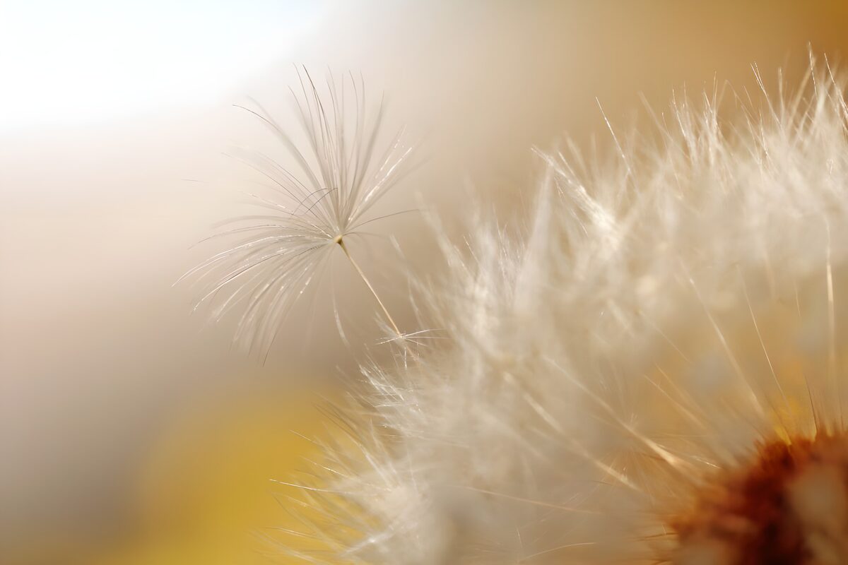 Delicate Dandelion Seed in the Breeze