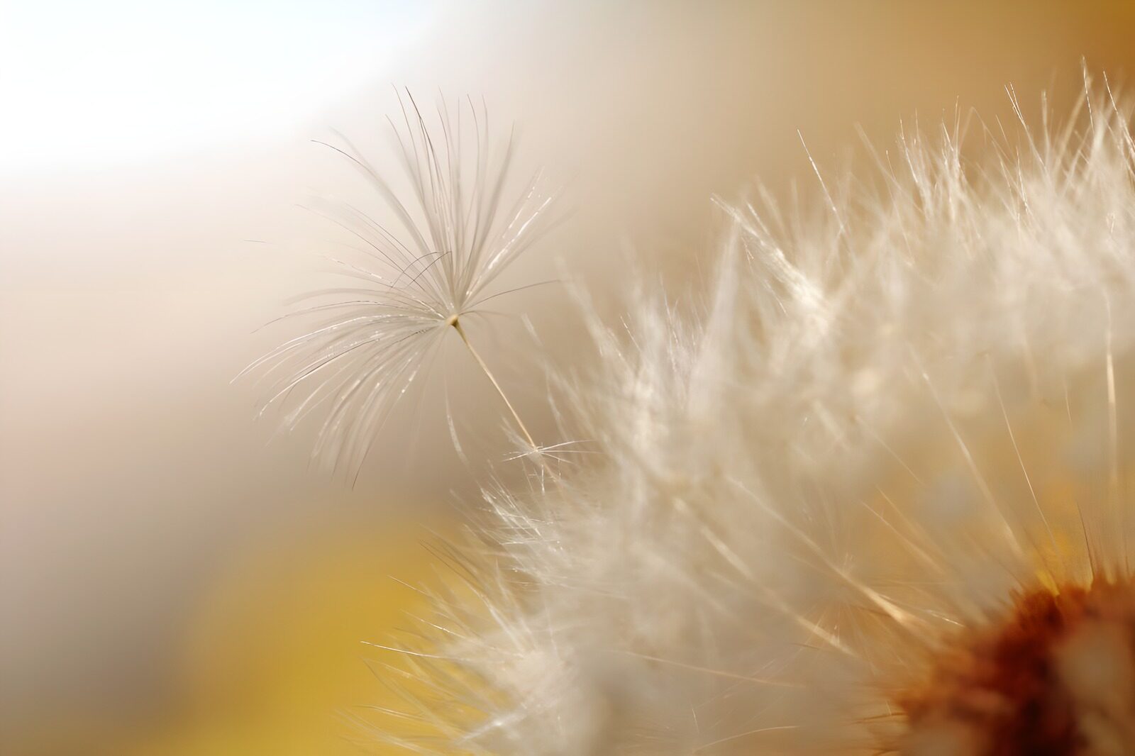 OCCOM3364205: Delicate Dandelion Seed in the Breeze