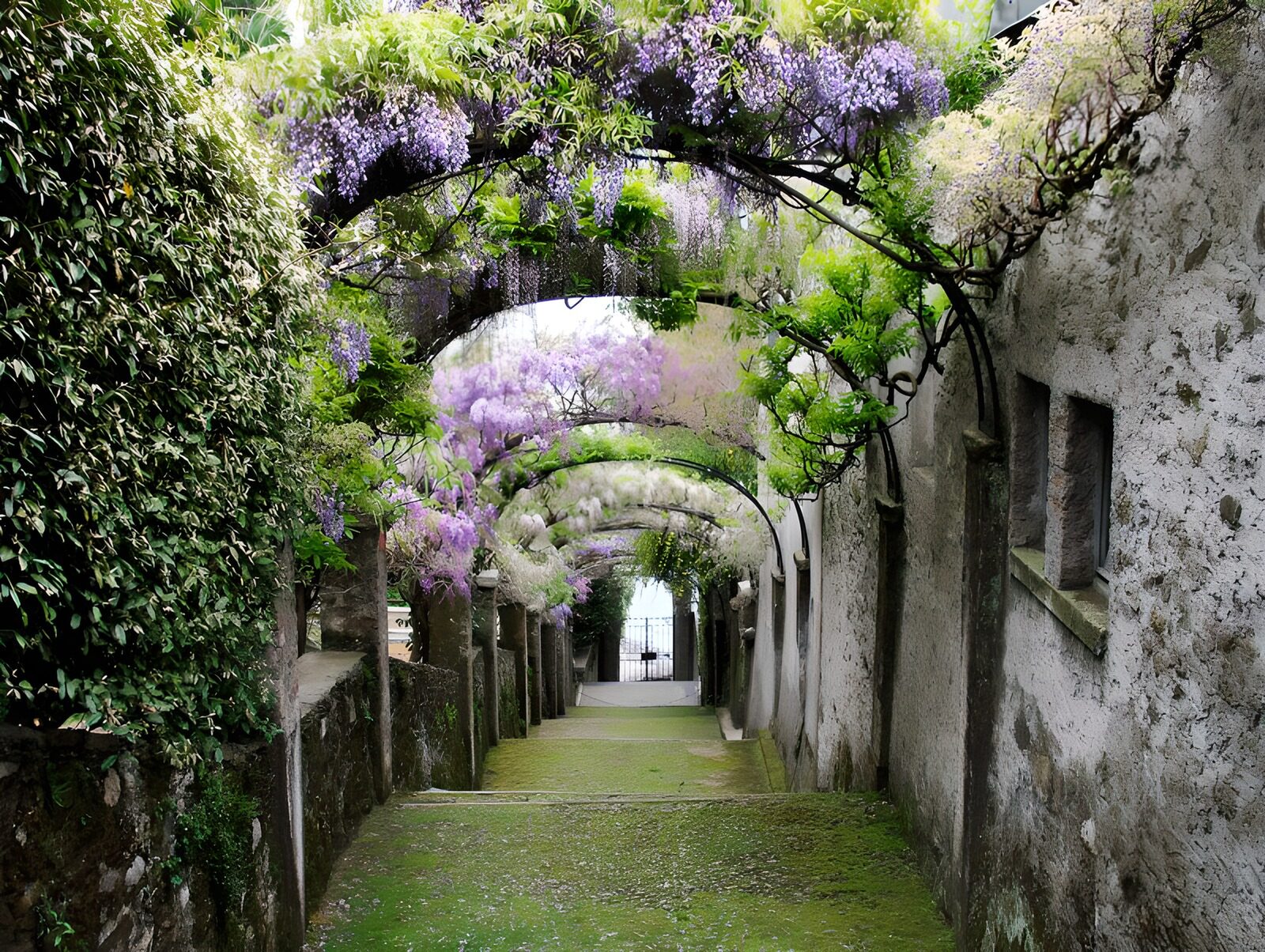OCCOM6177280: Enchanted Wisteria Path