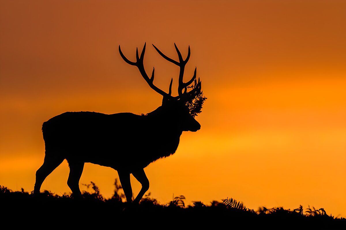 Majestic Stag Silhouette at Sunset