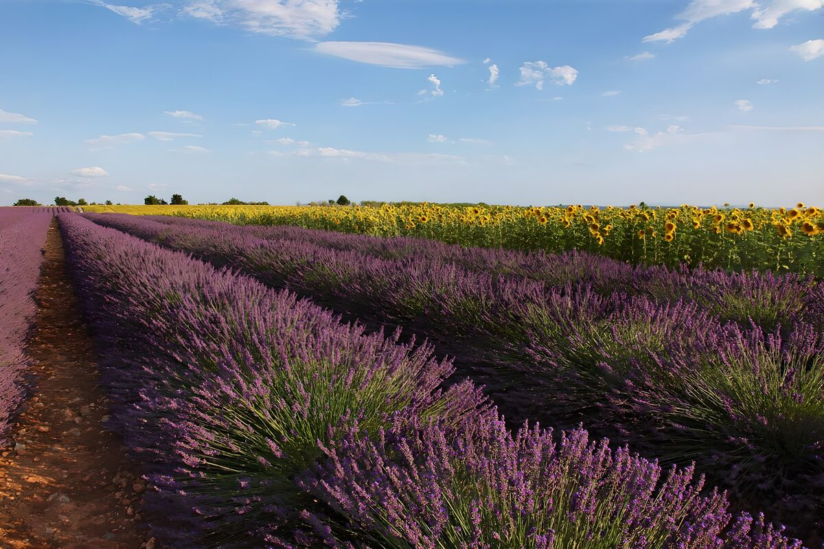 Lush Lavender and Sunflower Fields