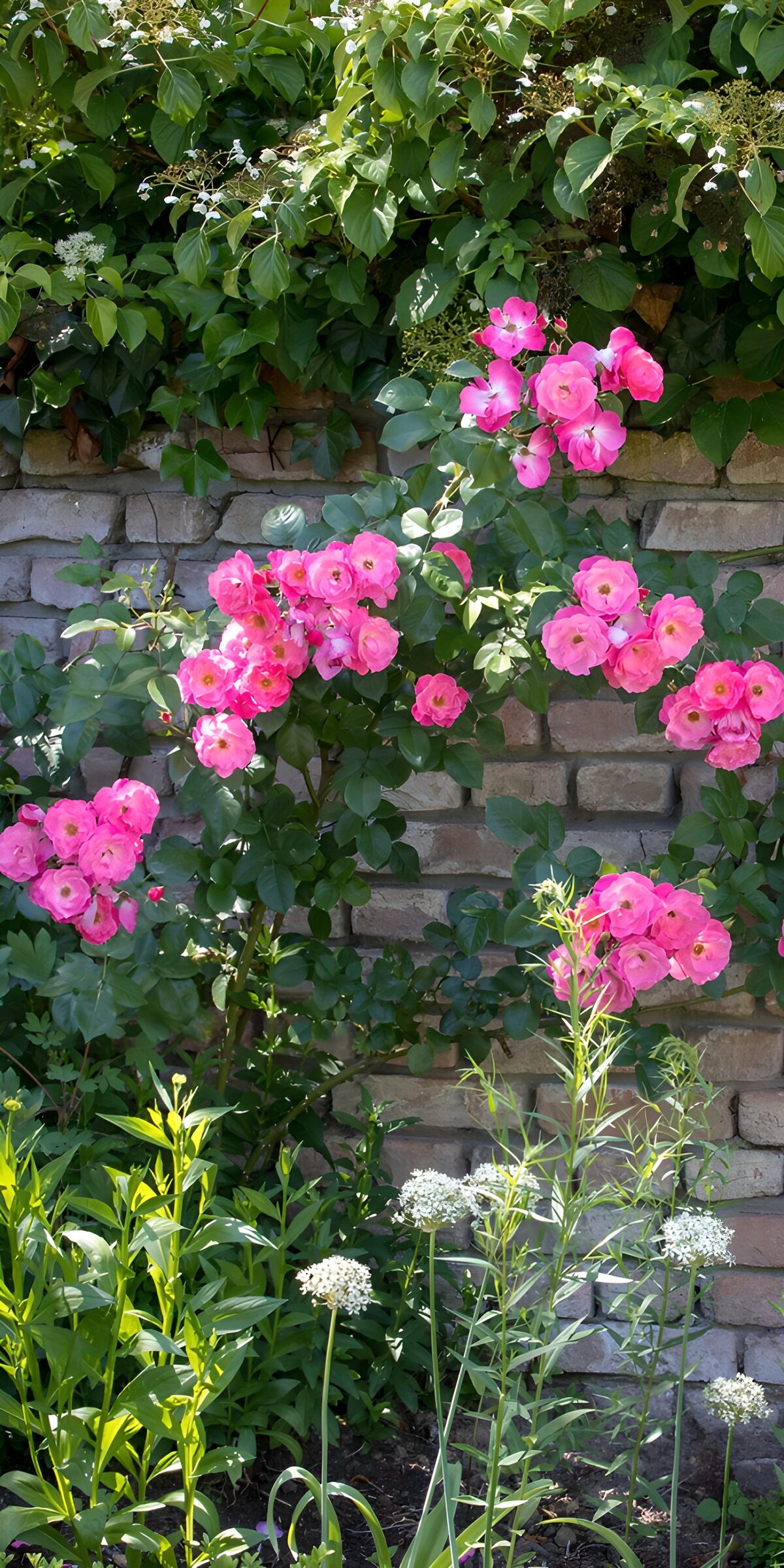 OCCOM8478003: Vibrant Pink Roses Against a Brick Wall