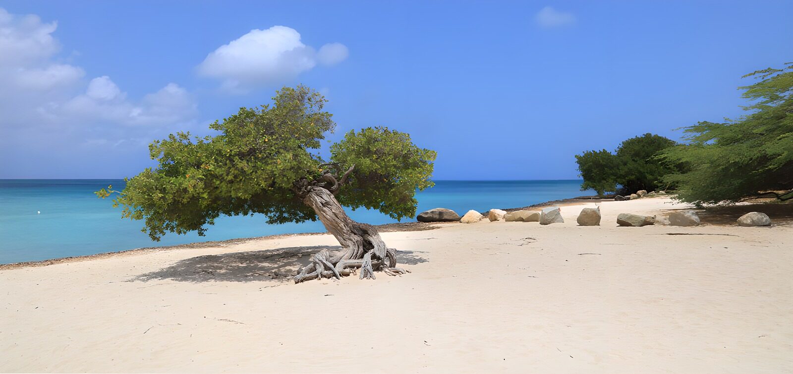 OCCOM9588827: Serene Beach with Lone Tree
