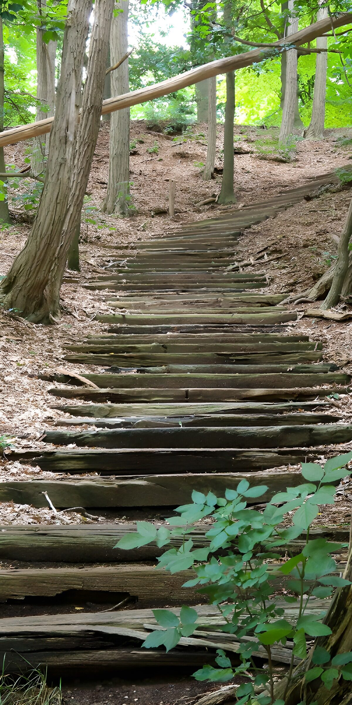 OCCOM2419869: Wooden Steps Through the Forest