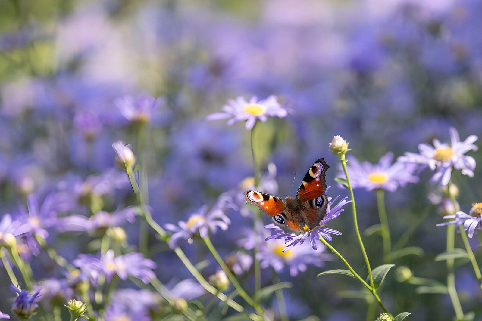 OCCOM7436465: Butterfly on Purple Blooms