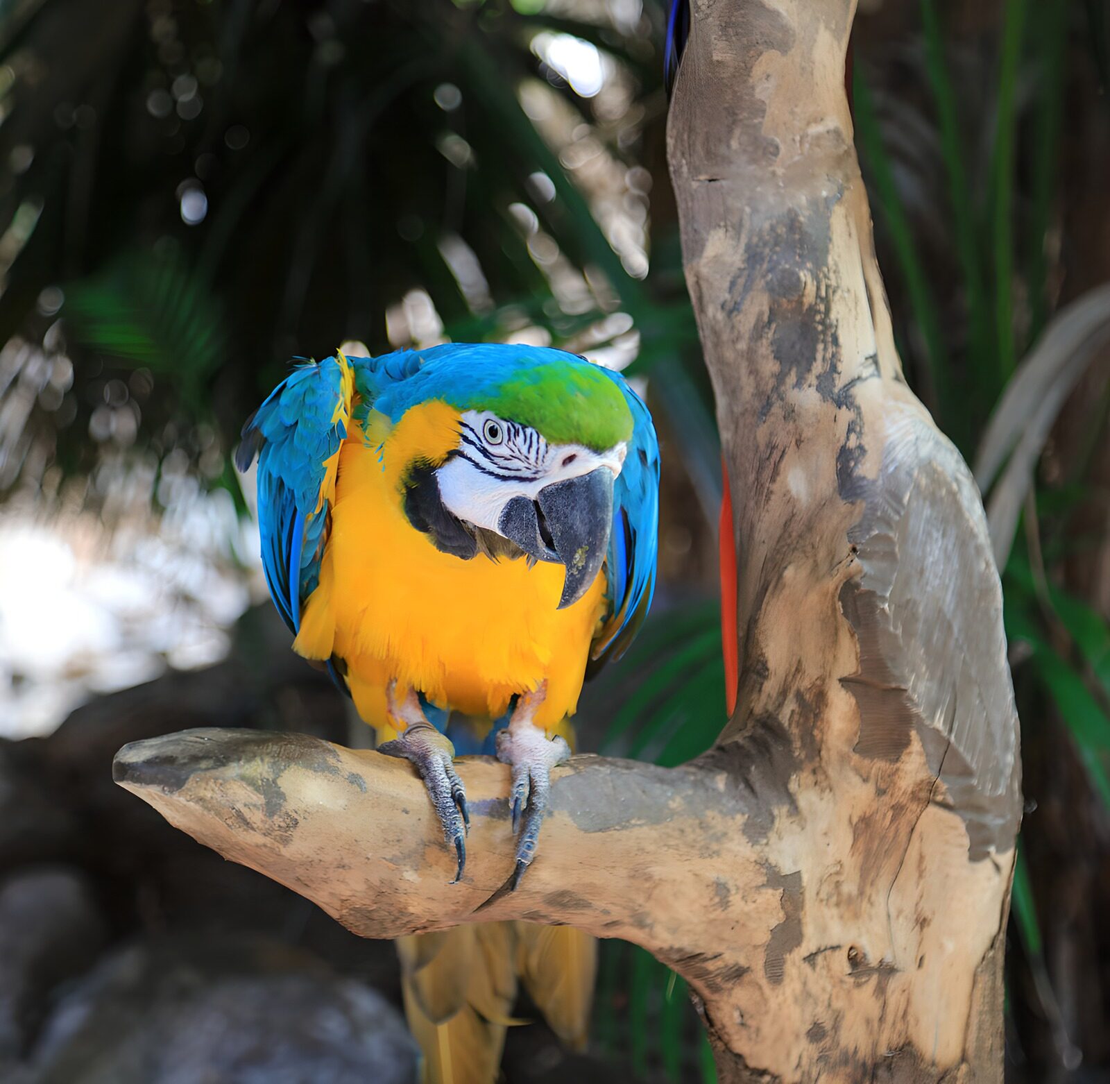 OCCOM3317863: Vibrant Macaw Perched on a Branch