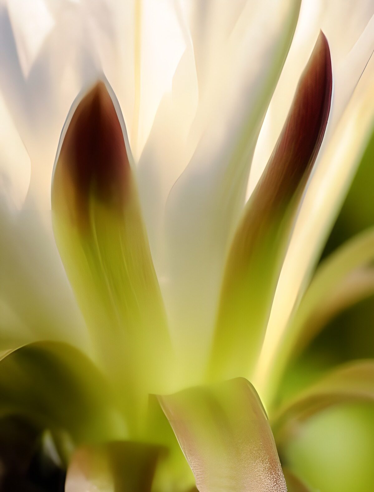 OCCOM9777768: Delicate Flower Petals in Soft Light