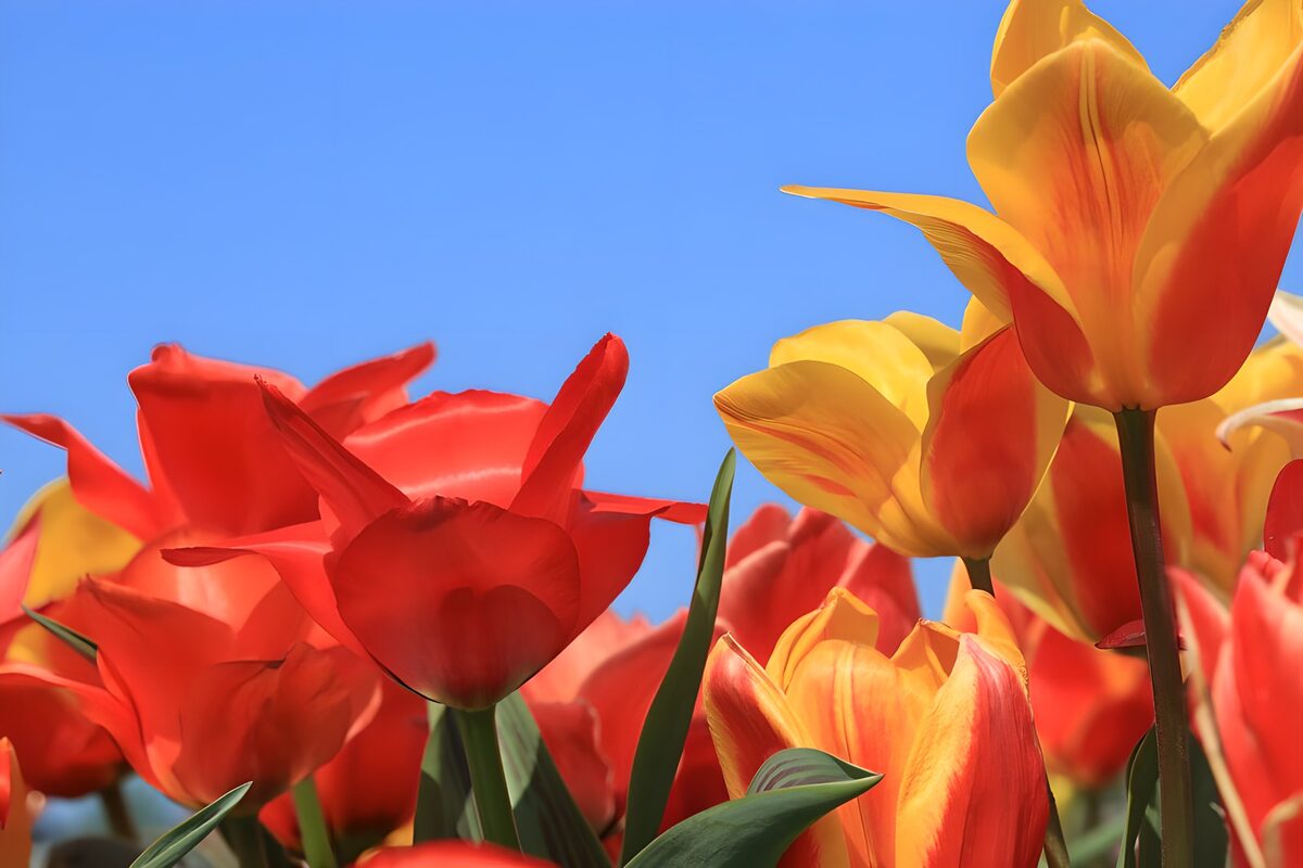 Vibrant Tulips in Spring Sunshine