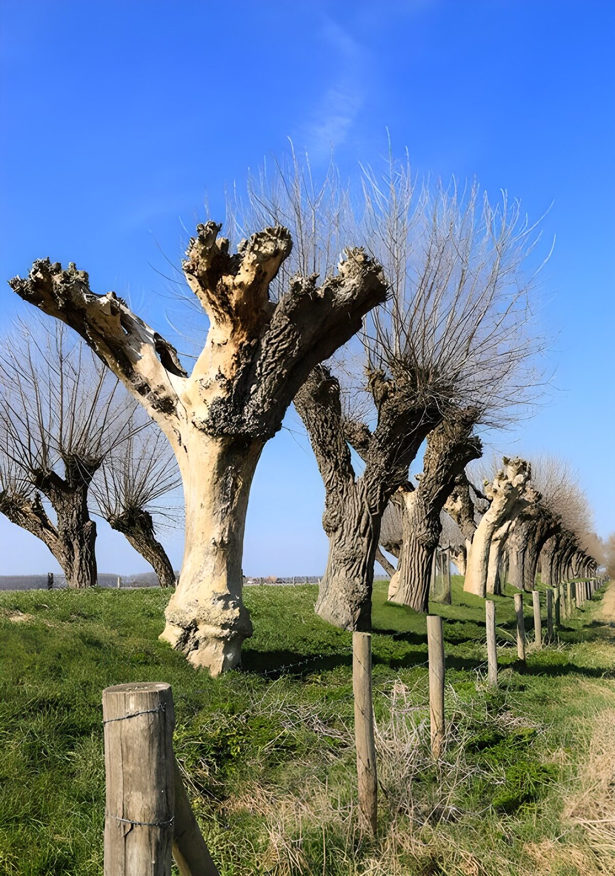 OCCOM3873256: Unique Pollard Trees in Rural Landscape