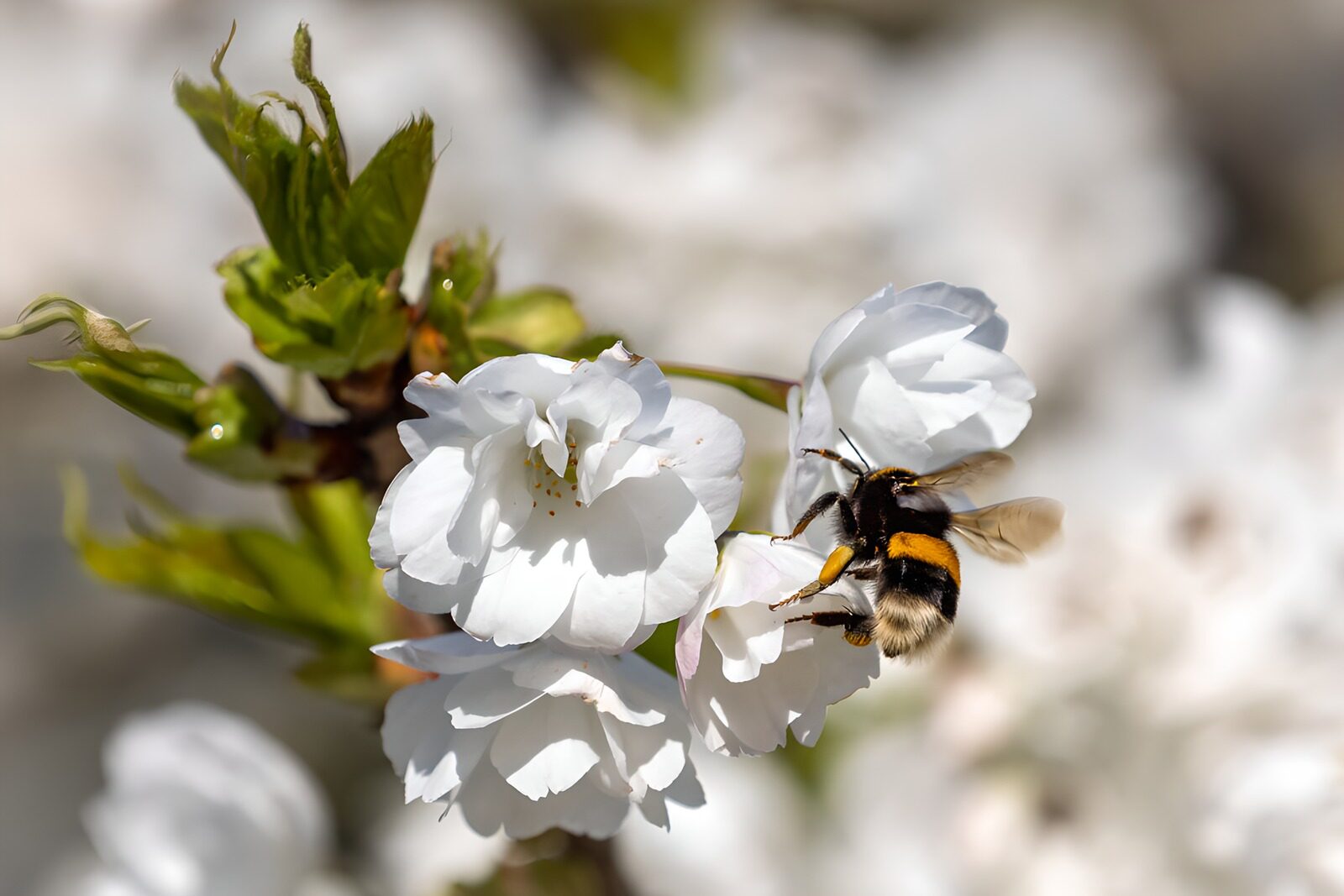 OCCOM2272233: Bumblebee on Blossoming Flowers