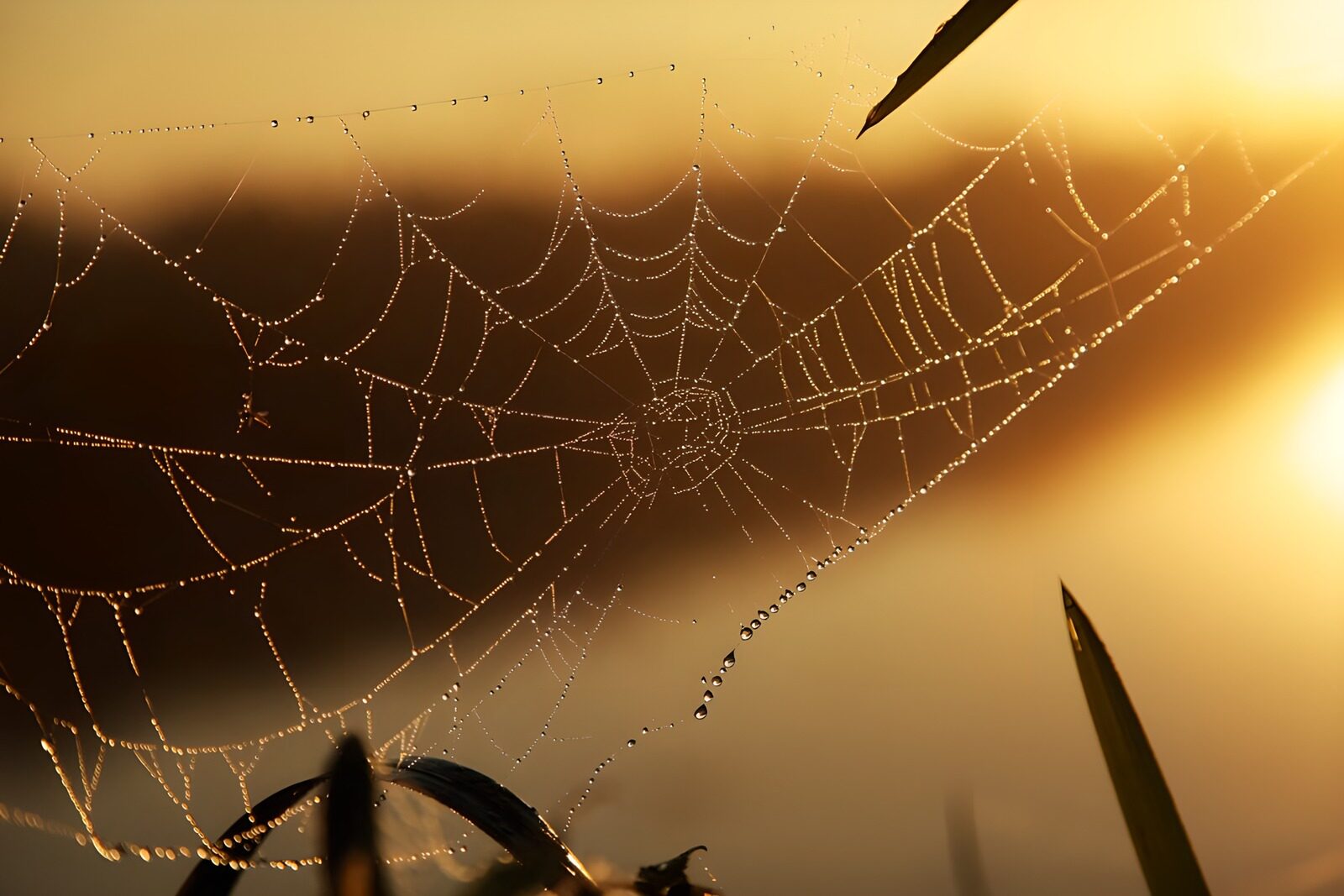 OCCOM9386653: Dew-Kissed Spider Web at Sunrise