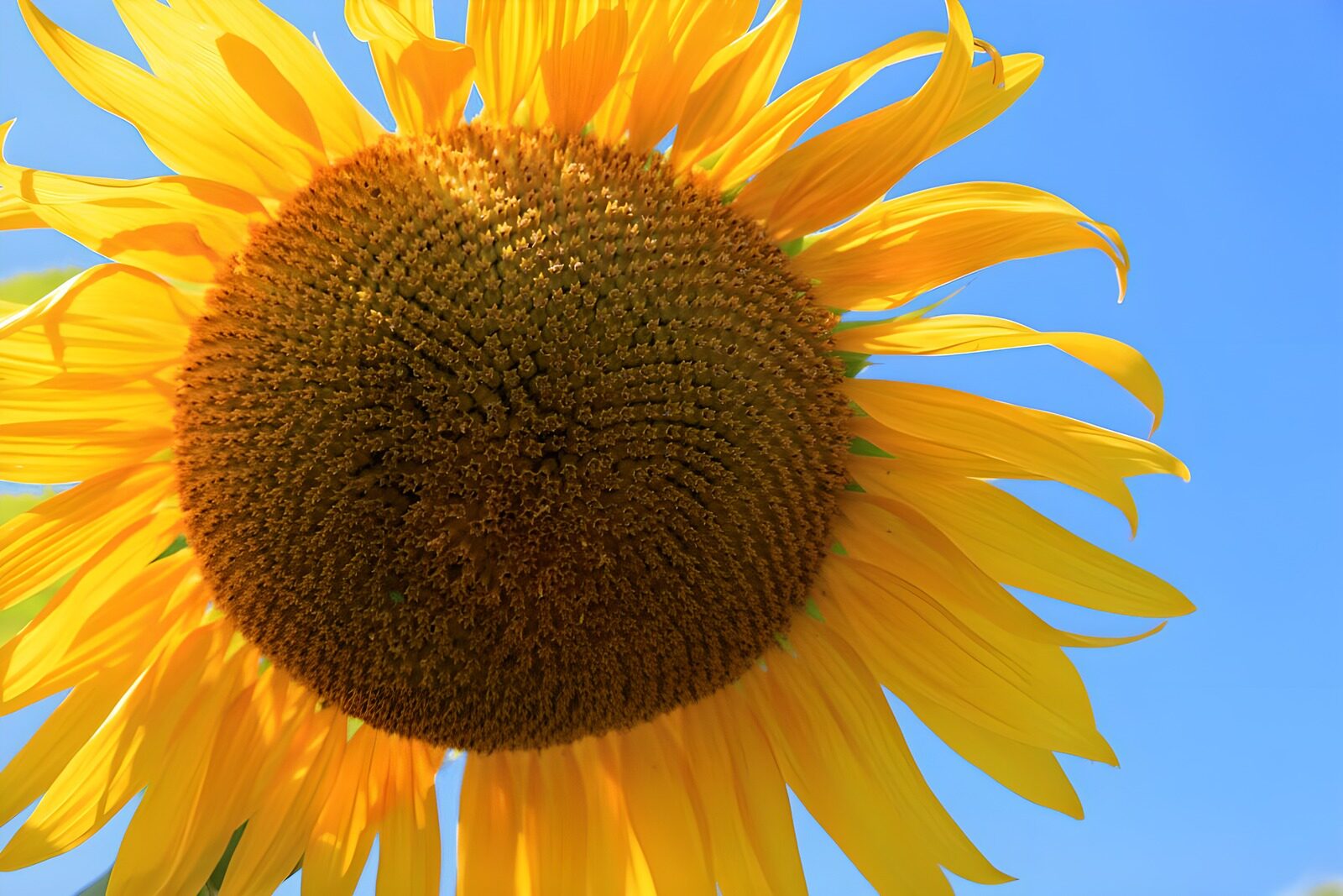 OCCOM1924979: Bright Sunflower Against Blue Sky
