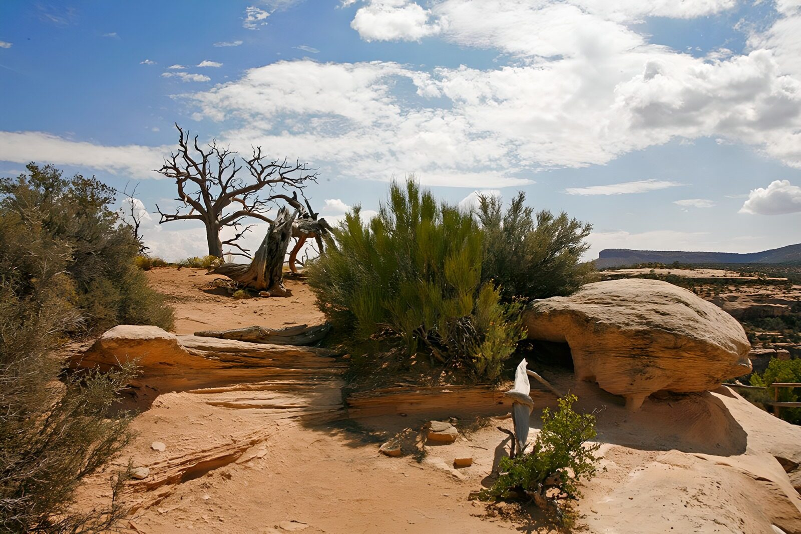 OCCOM4319015: Desert Serenity Under the Open Sky
