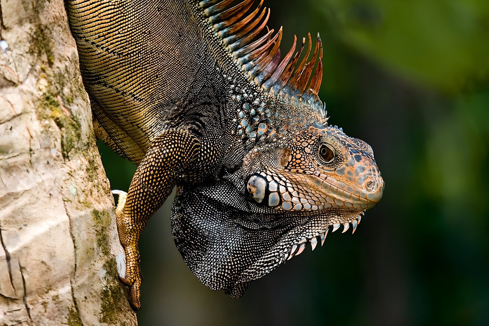 OCCOM3552485: Majestic Iguana on a Tree