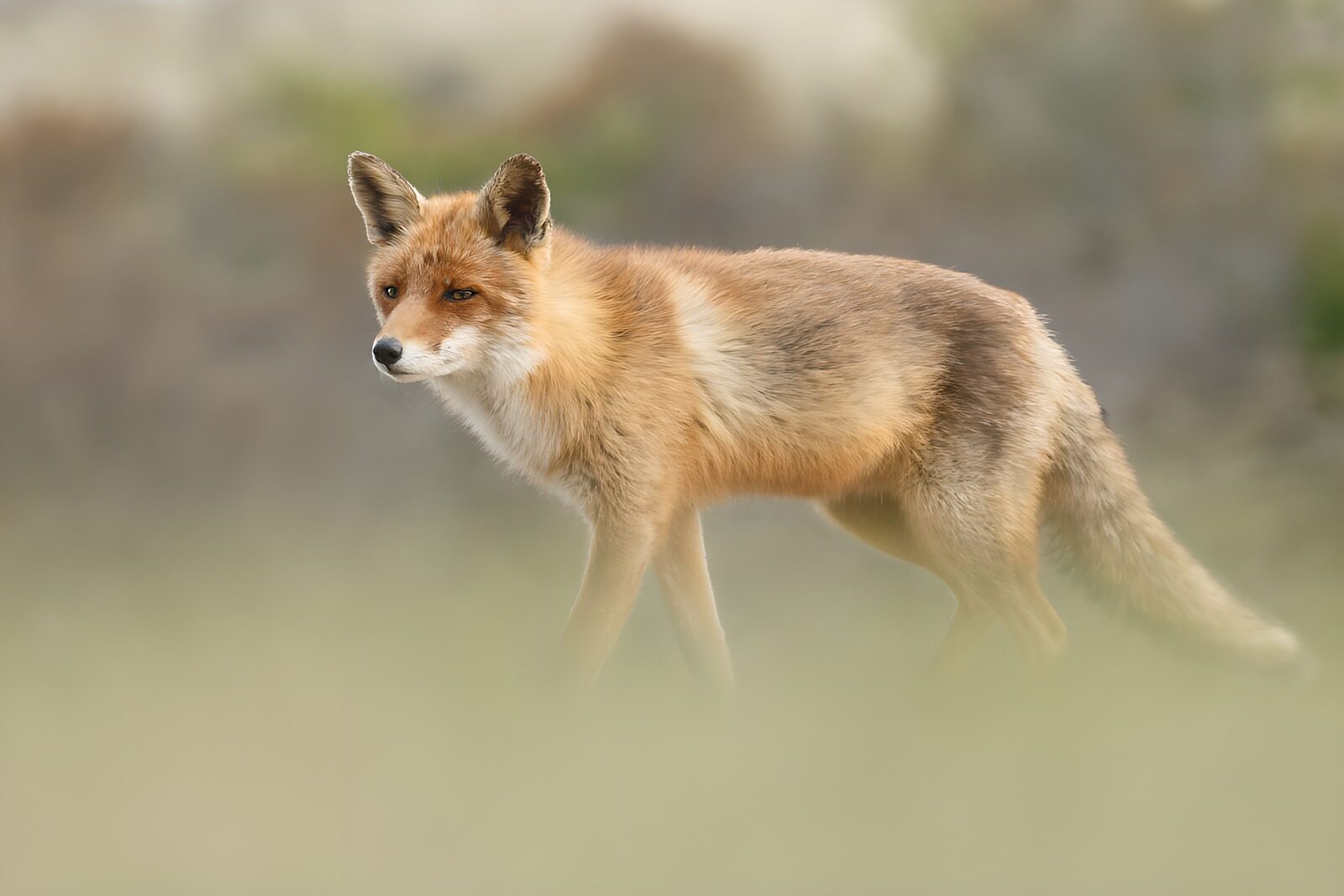 OCCOM6090789: Curious Fox in the Wild