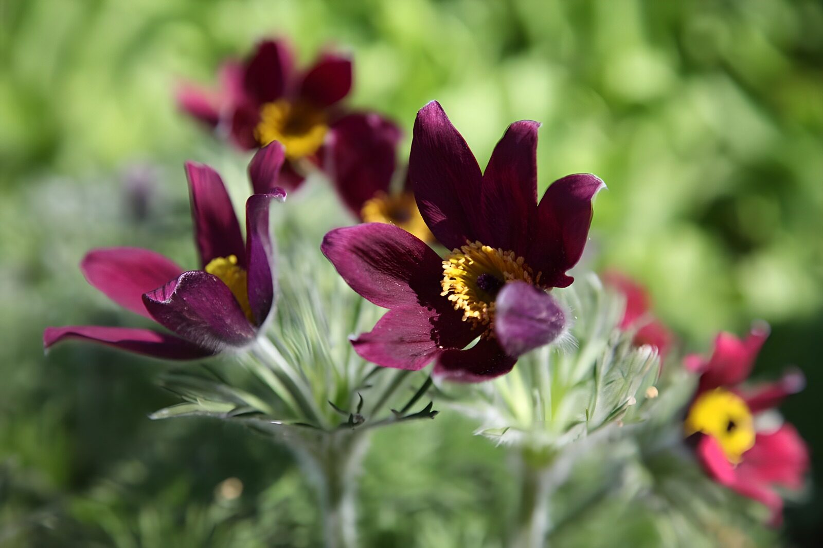 OCCOM5606393: Elegant Purple Flowers in Bloom