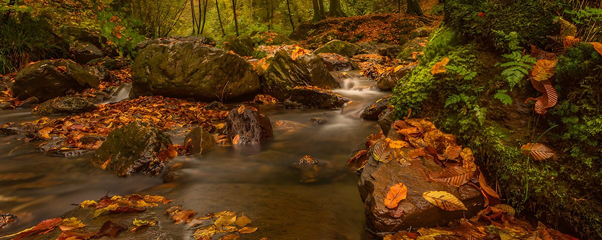 Serene Autumn Stream
