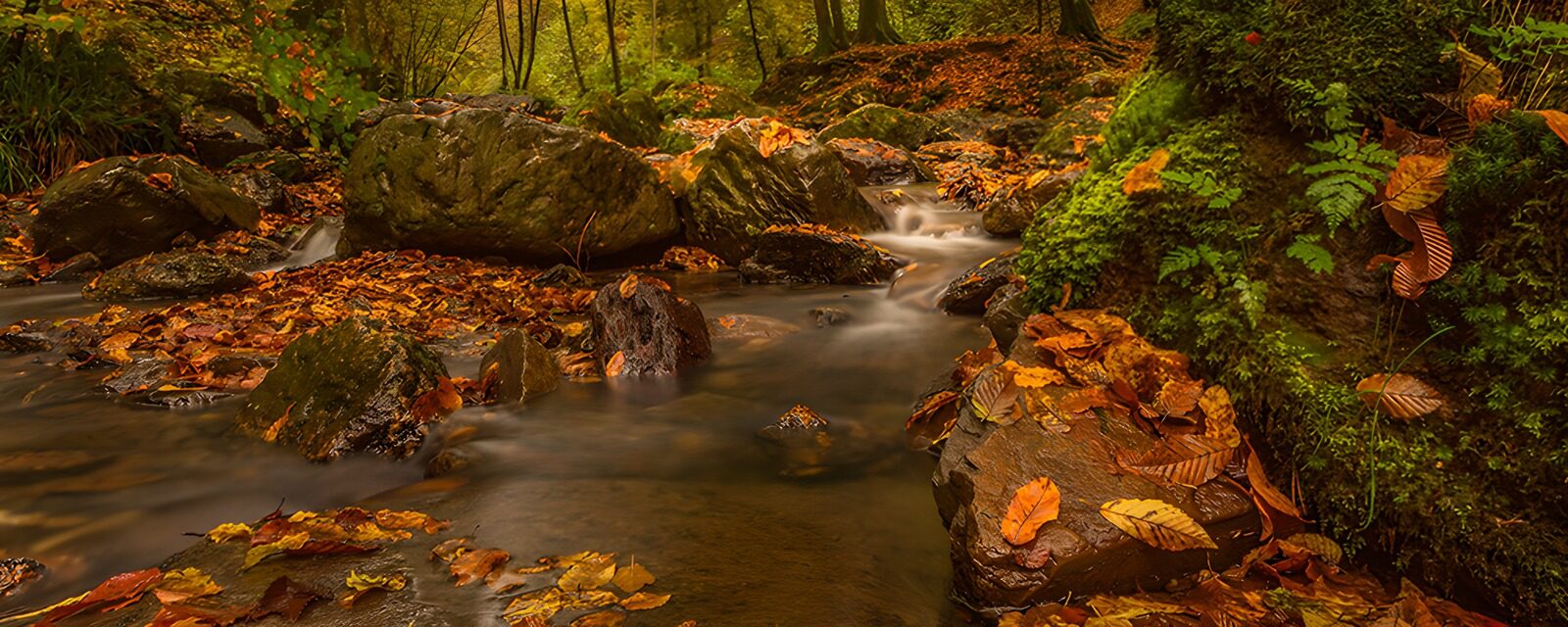 OCCOM5978797: Serene Autumn Stream