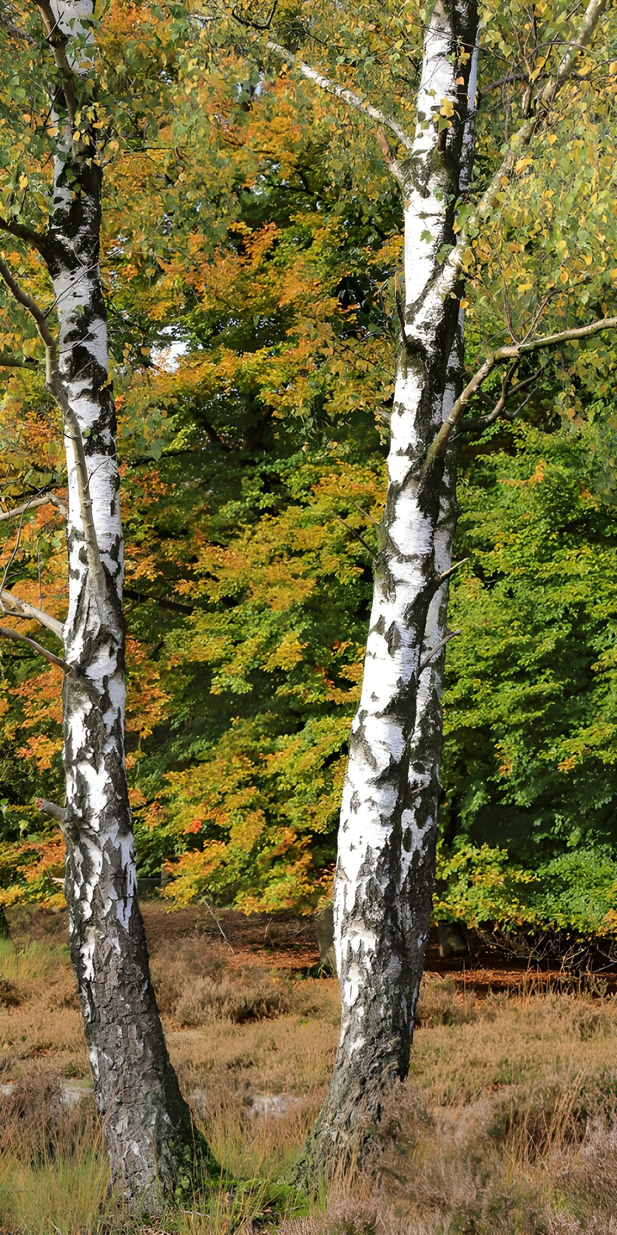 OCCOM6229045: Majestic Birch Trees in Autumn
