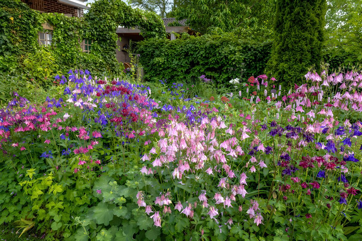 OCCOM4544408: Vibrant Garden Blooms