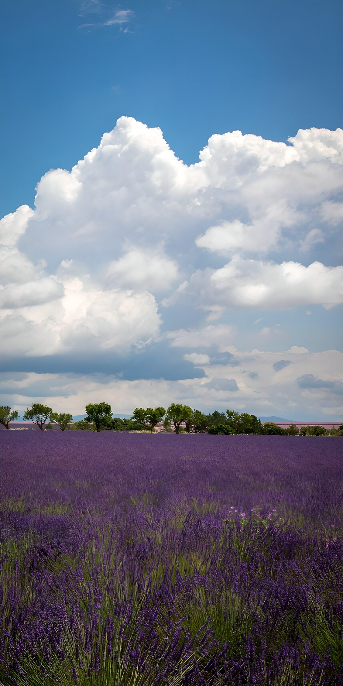 OCCOM9779479: Serene Lavender Fields Under Cloudy Skies