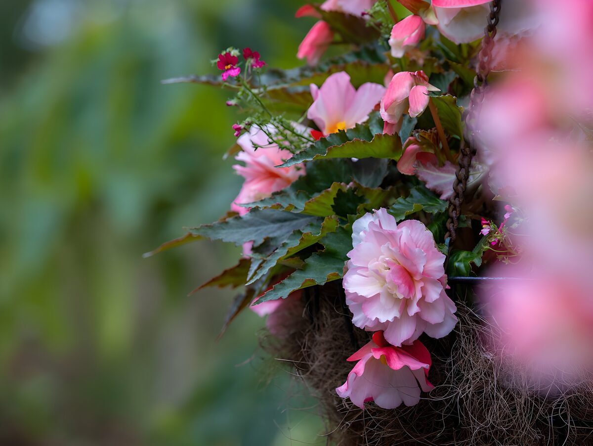 Pink Begonia Hanging Basket