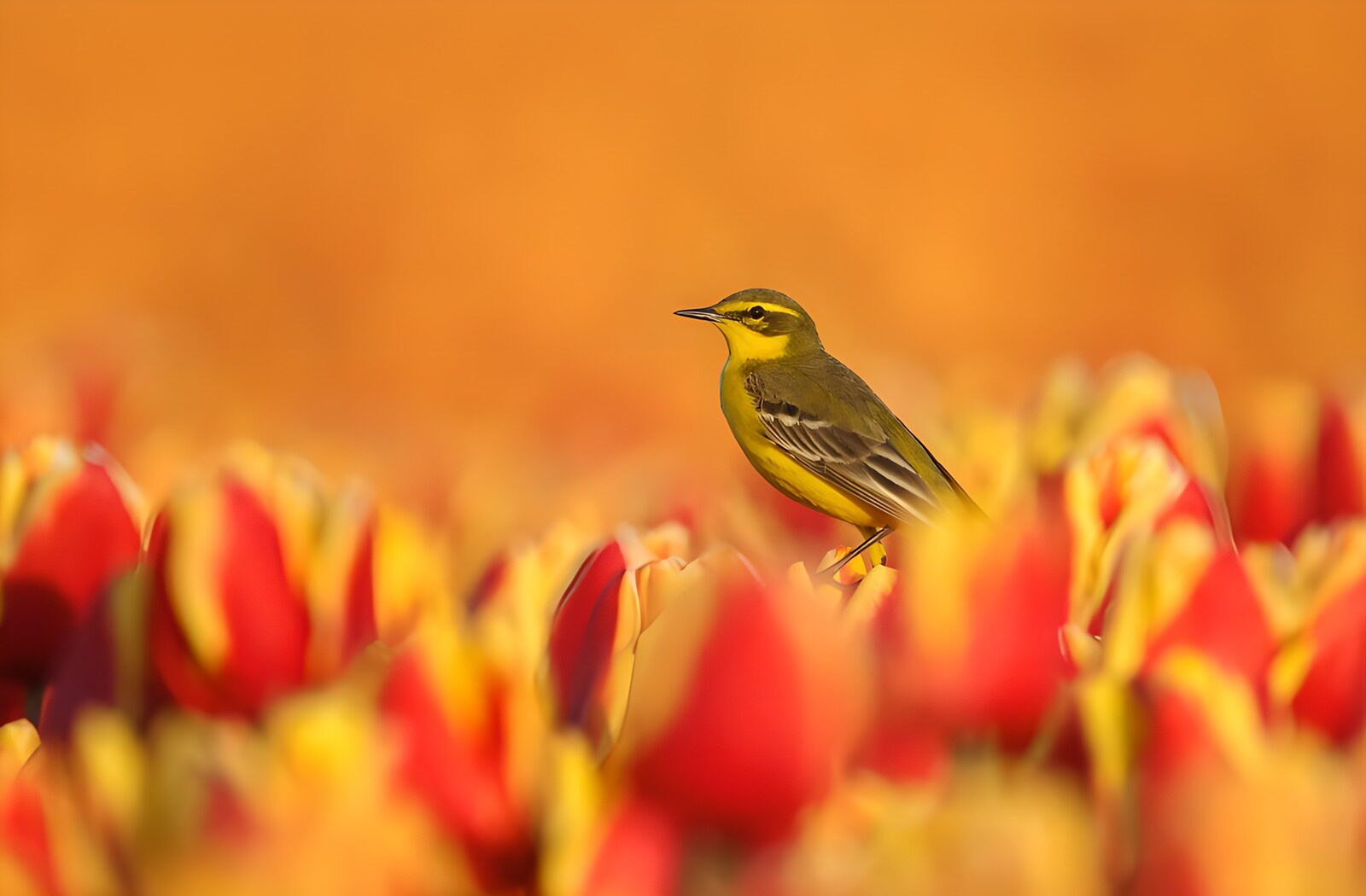 OCCOM8515696: Yellow Bird Amidst Colorful Tulips