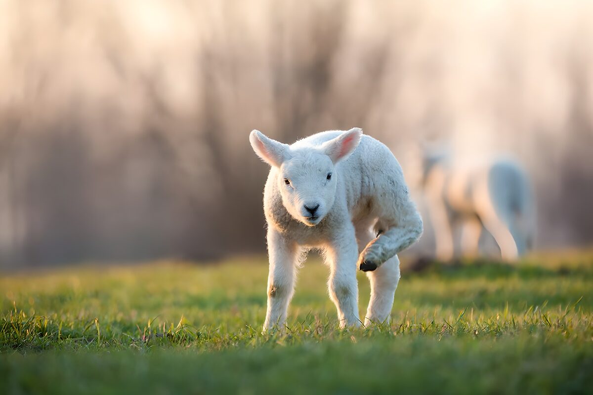 Playful Lamb Frolicking in Spring Meadows