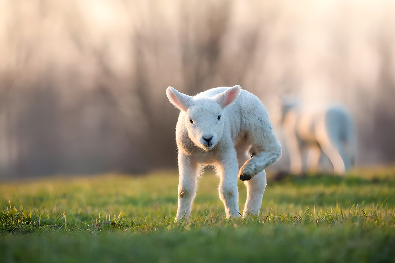 OCCOM5186955: Playful Lamb Frolicking in Spring Meadows