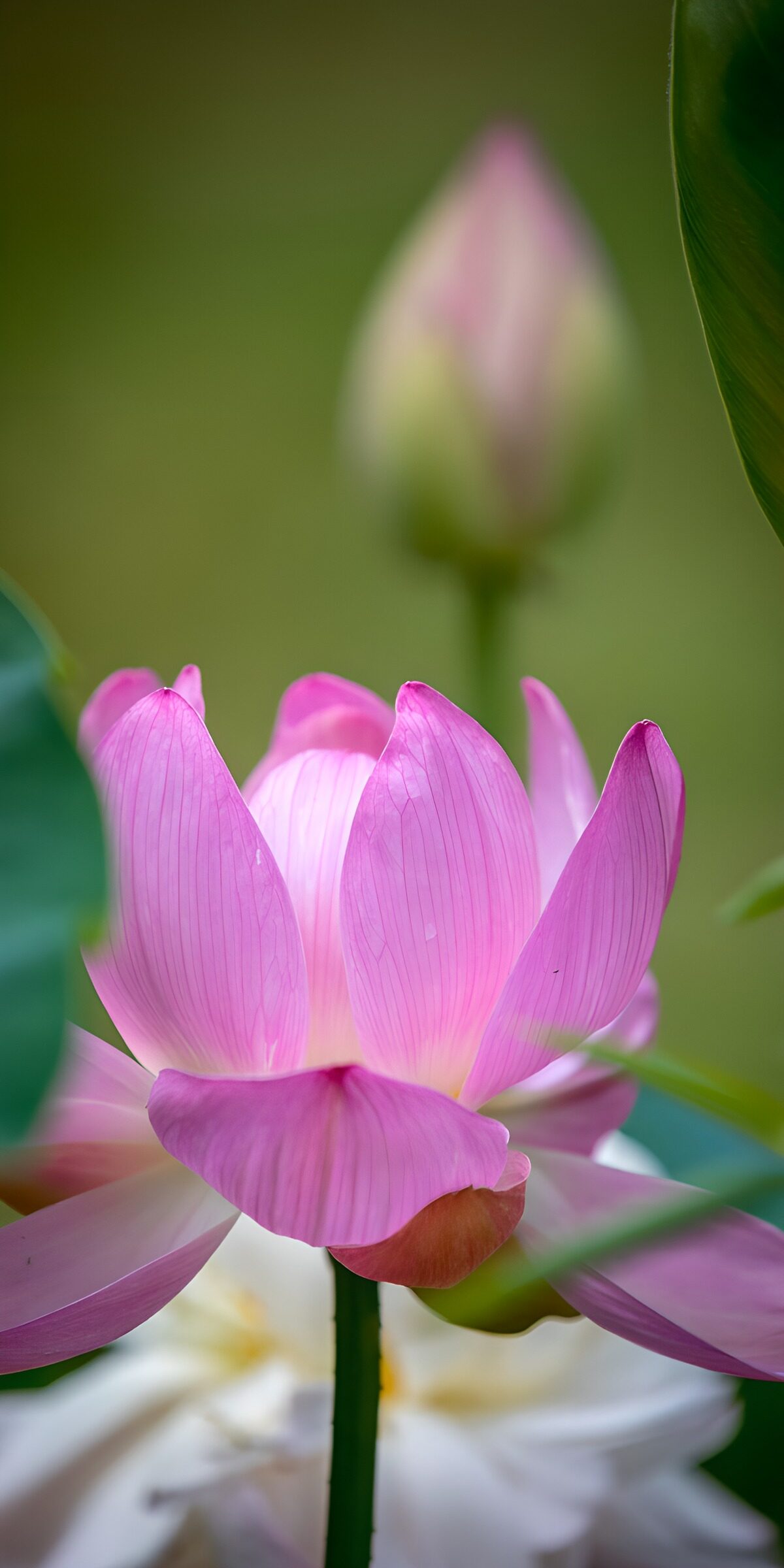 OCCOM8792134: Elegant Pink Lotus Blossom