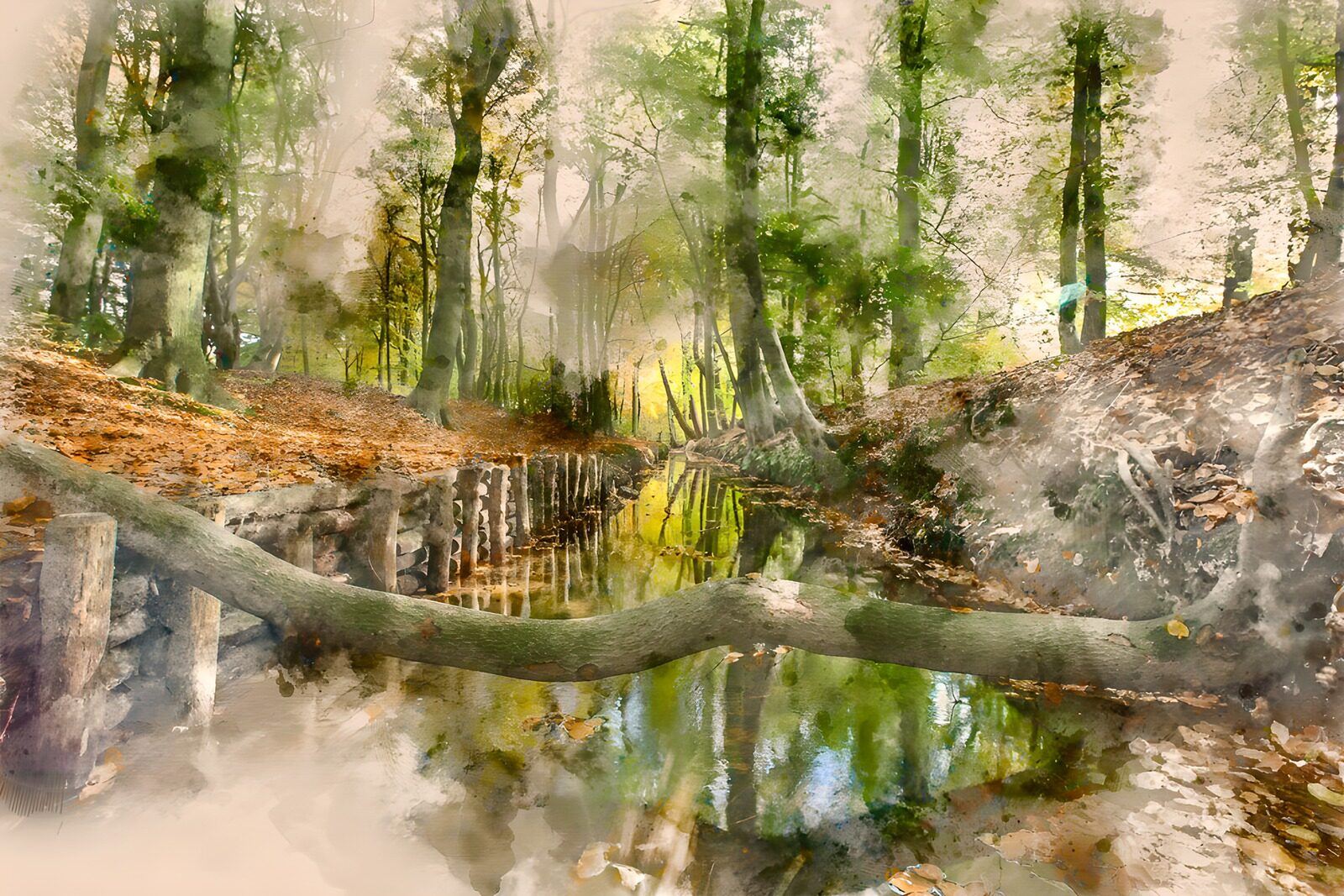 OCCOM9012908: Serene Forest Stream in Autumn
