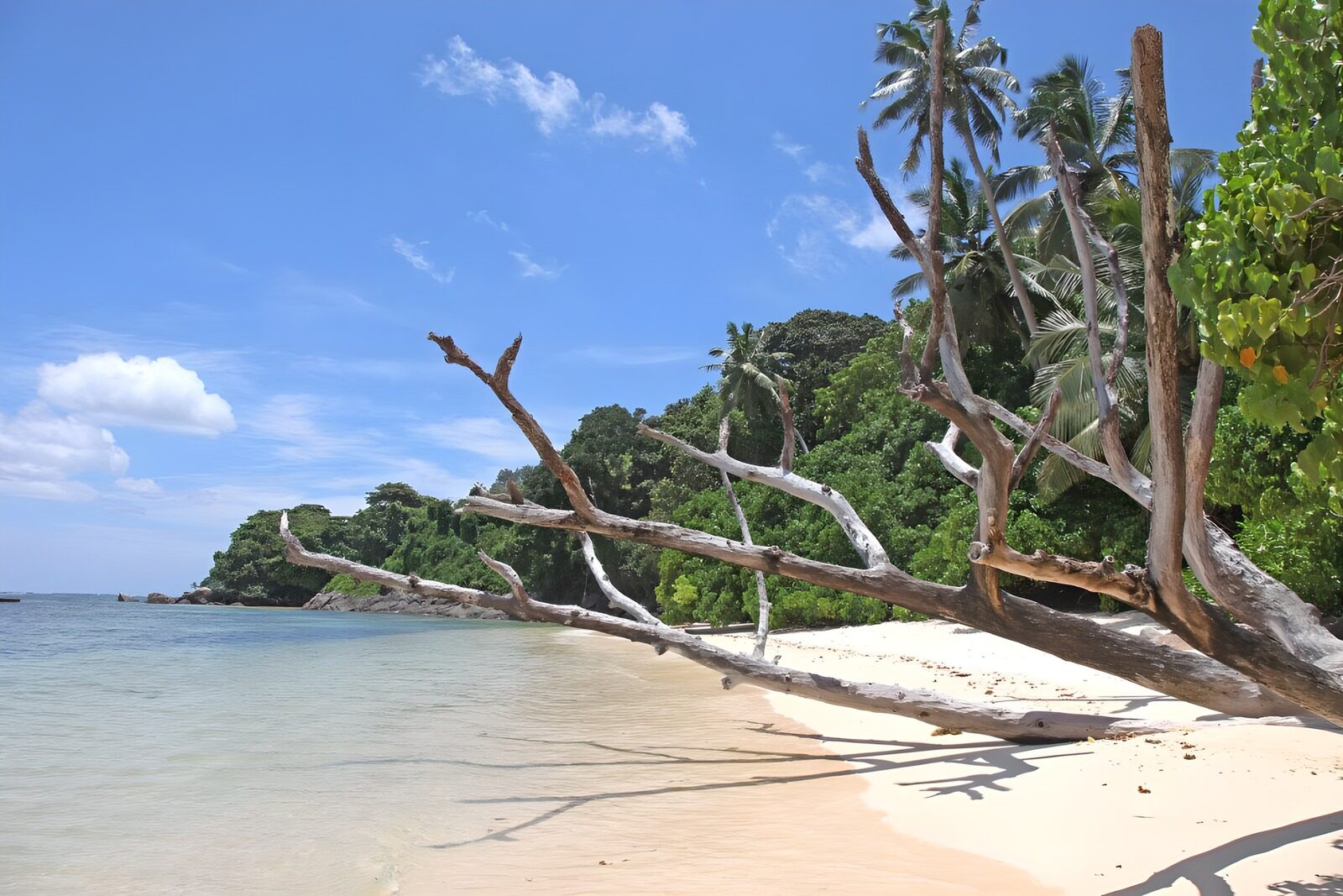OCCOM8046603: Serene Beach with Driftwood Elegance