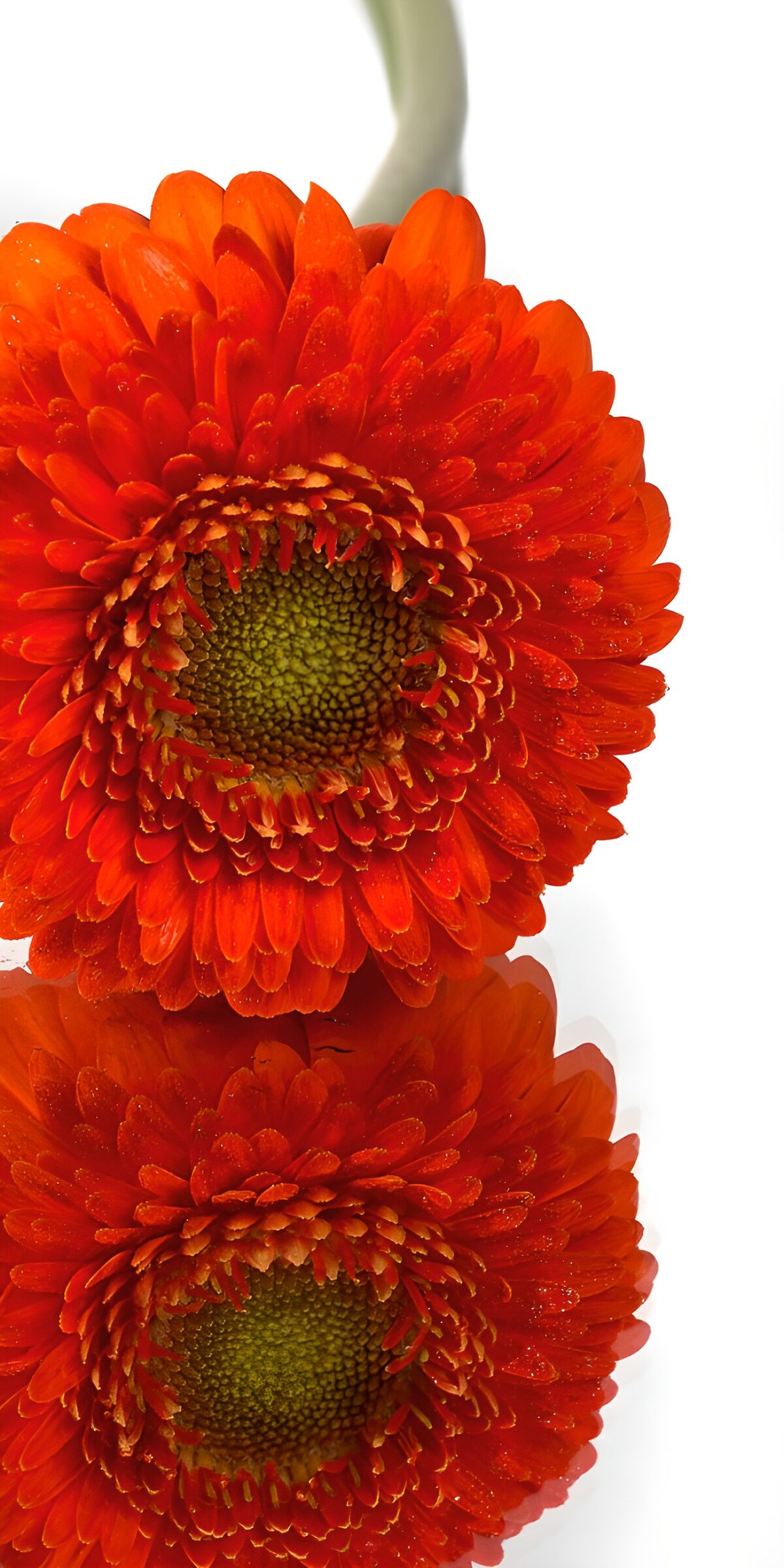 Vibrant Red Gerbera Blossom
