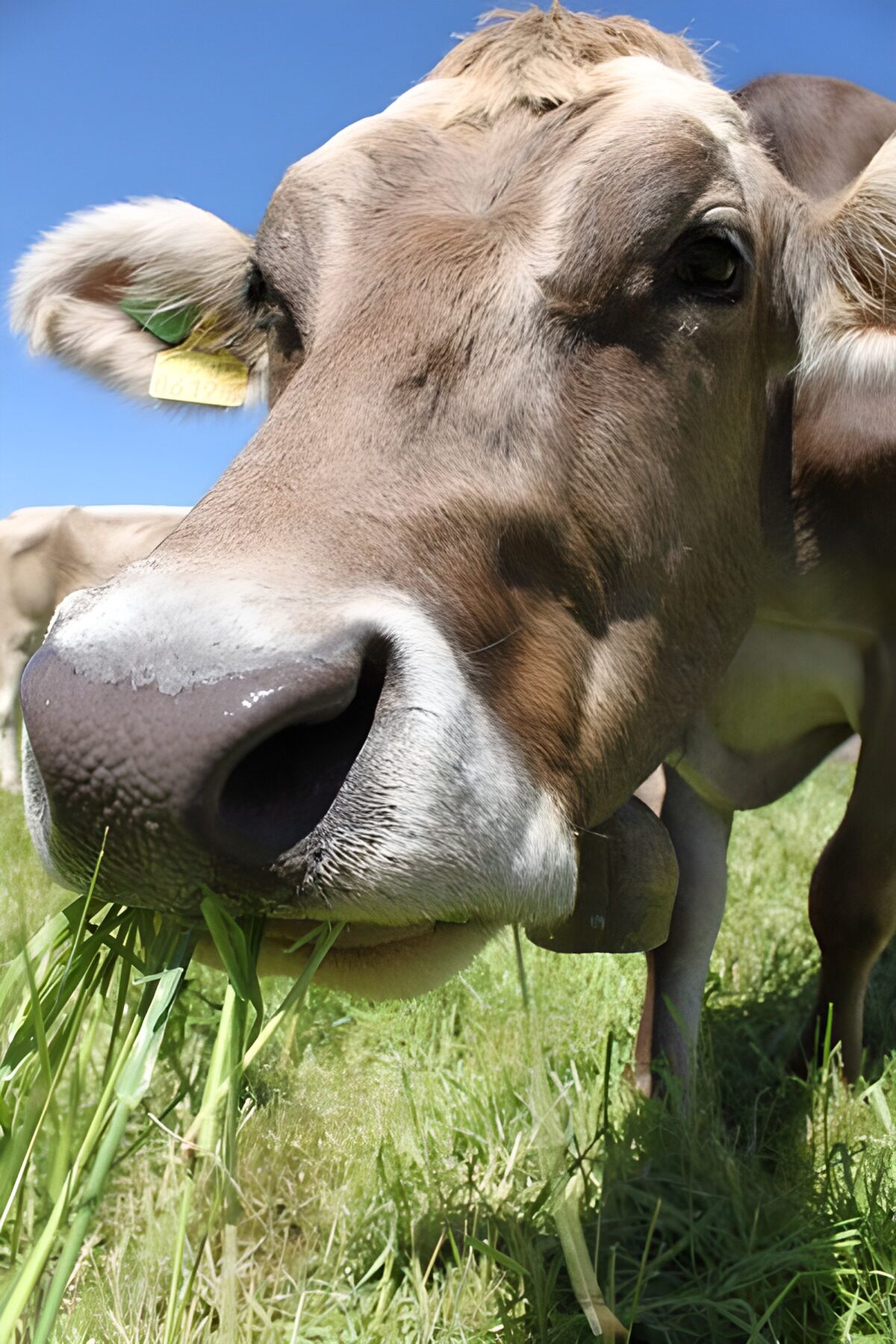 Close-Up of a Grazing Cow