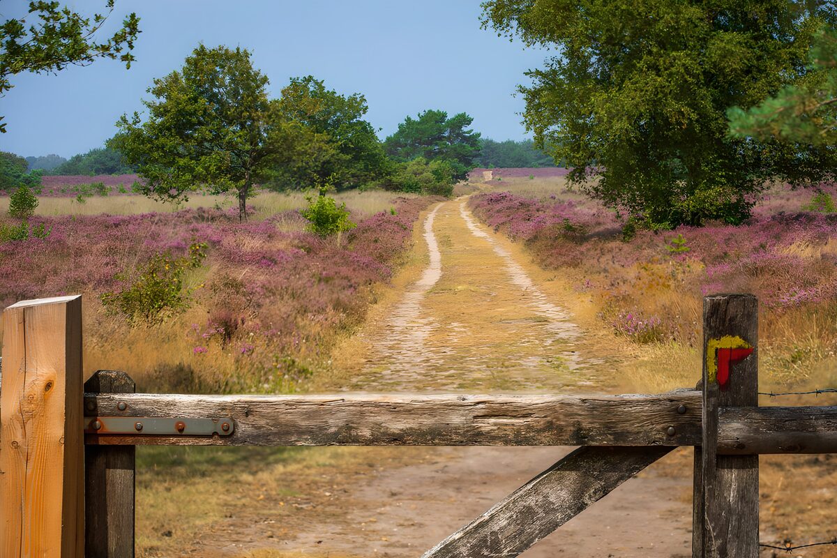 Scenic Path Through Blooming Heather Landscape
