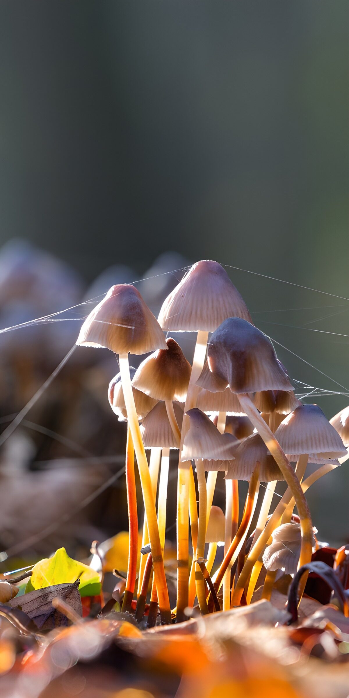 OCCOM8121277: Enchanted Forest Mushrooms