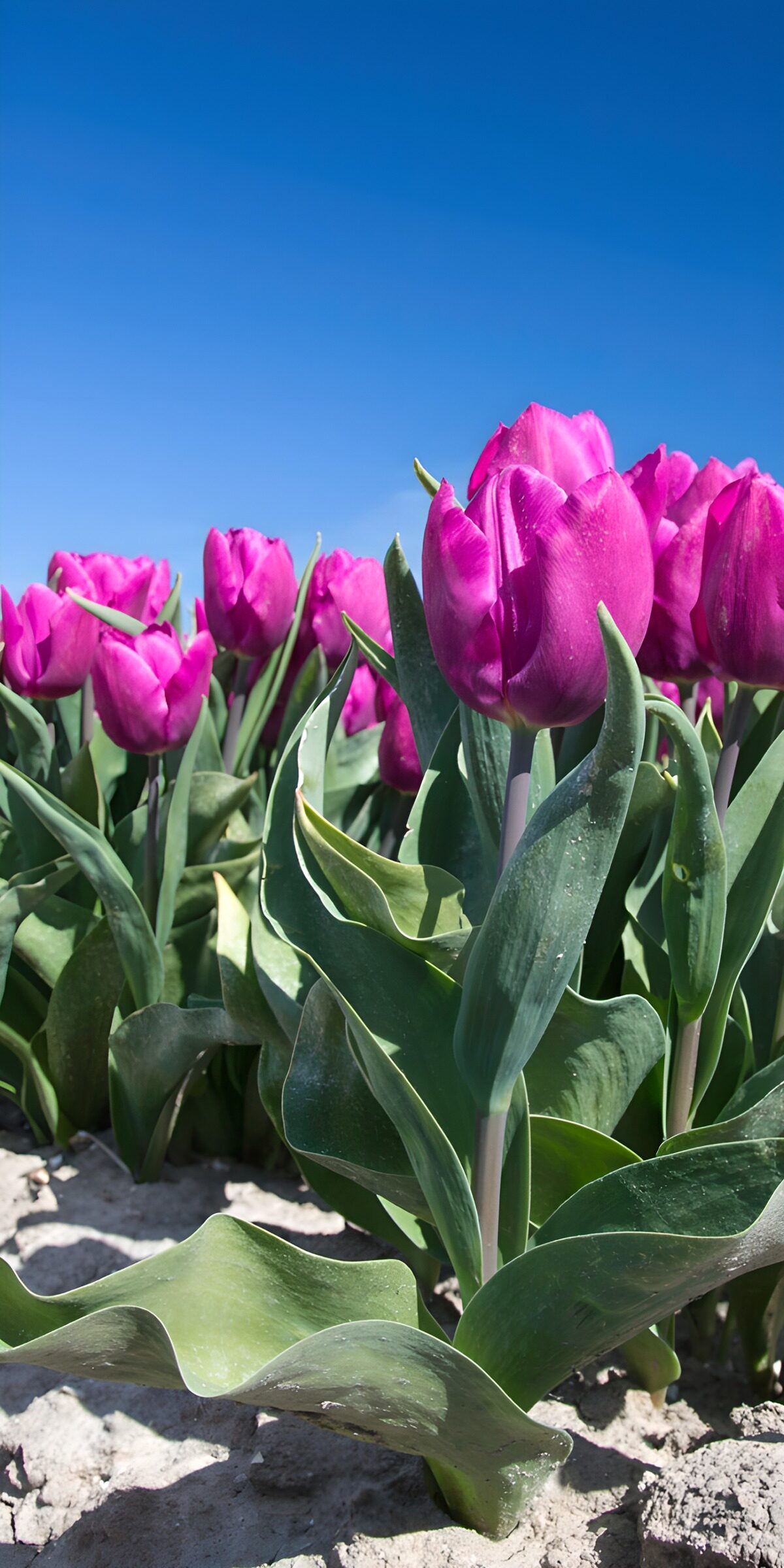 OCCOM6307274: Vibrant Purple Tulips Under Clear Sky