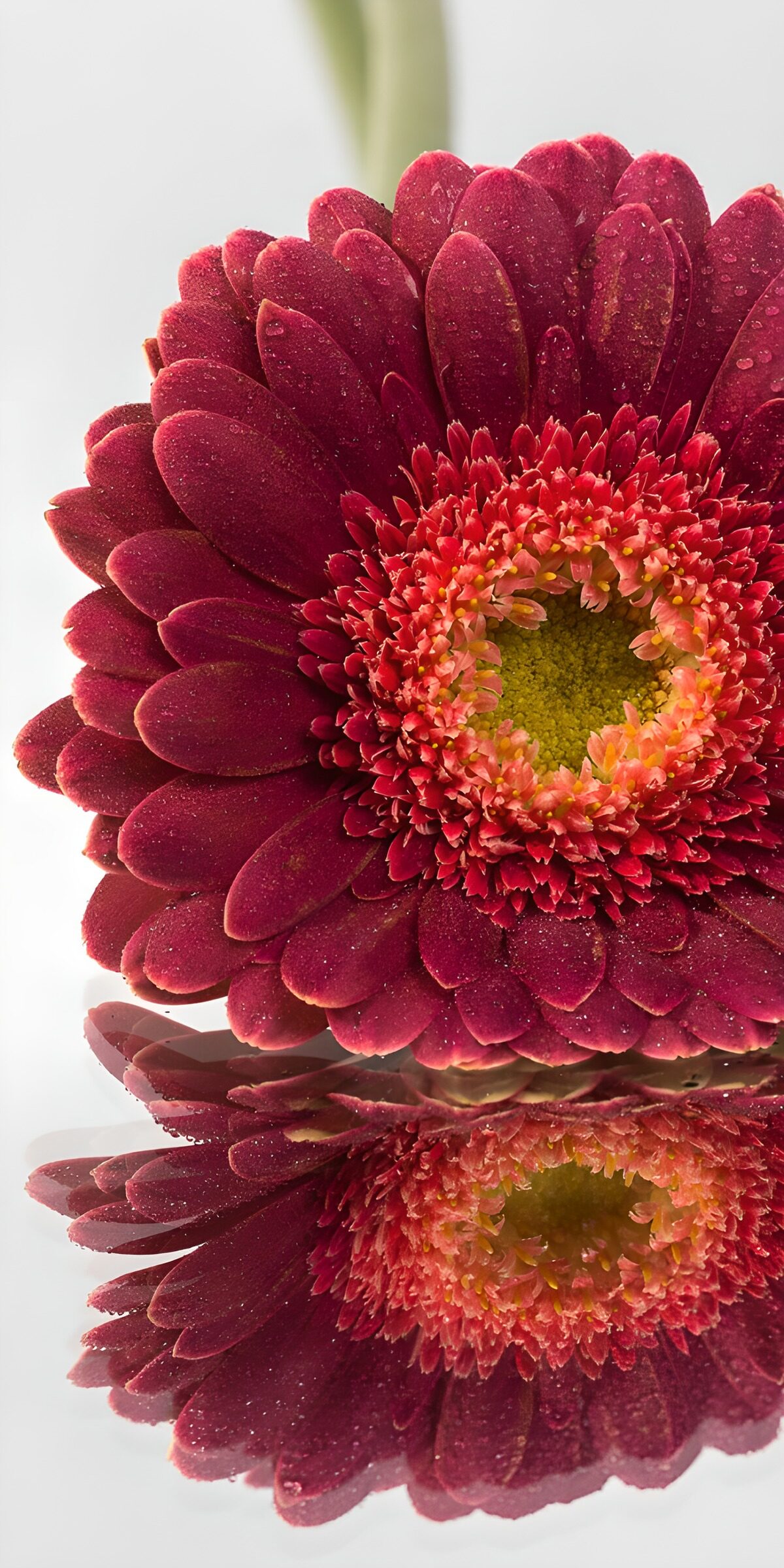 OCCOM6696430: Radiant Red Gerbera Flower