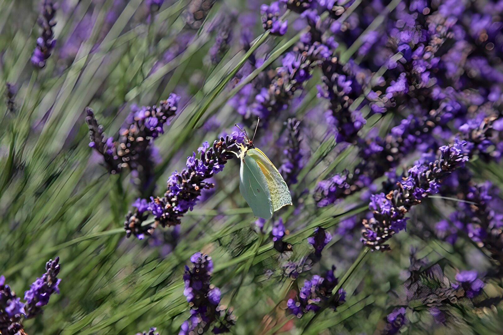 OCCOM1452061: Butterfly on Lavender Blooms