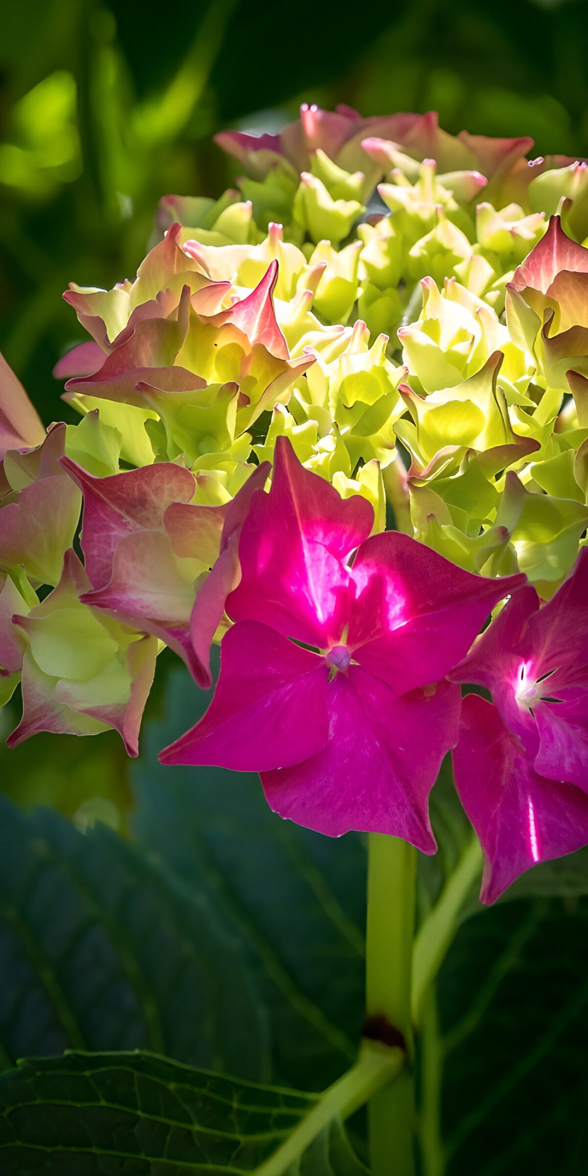 OCCOM2559193: Vibrant Hydrangea Blooms